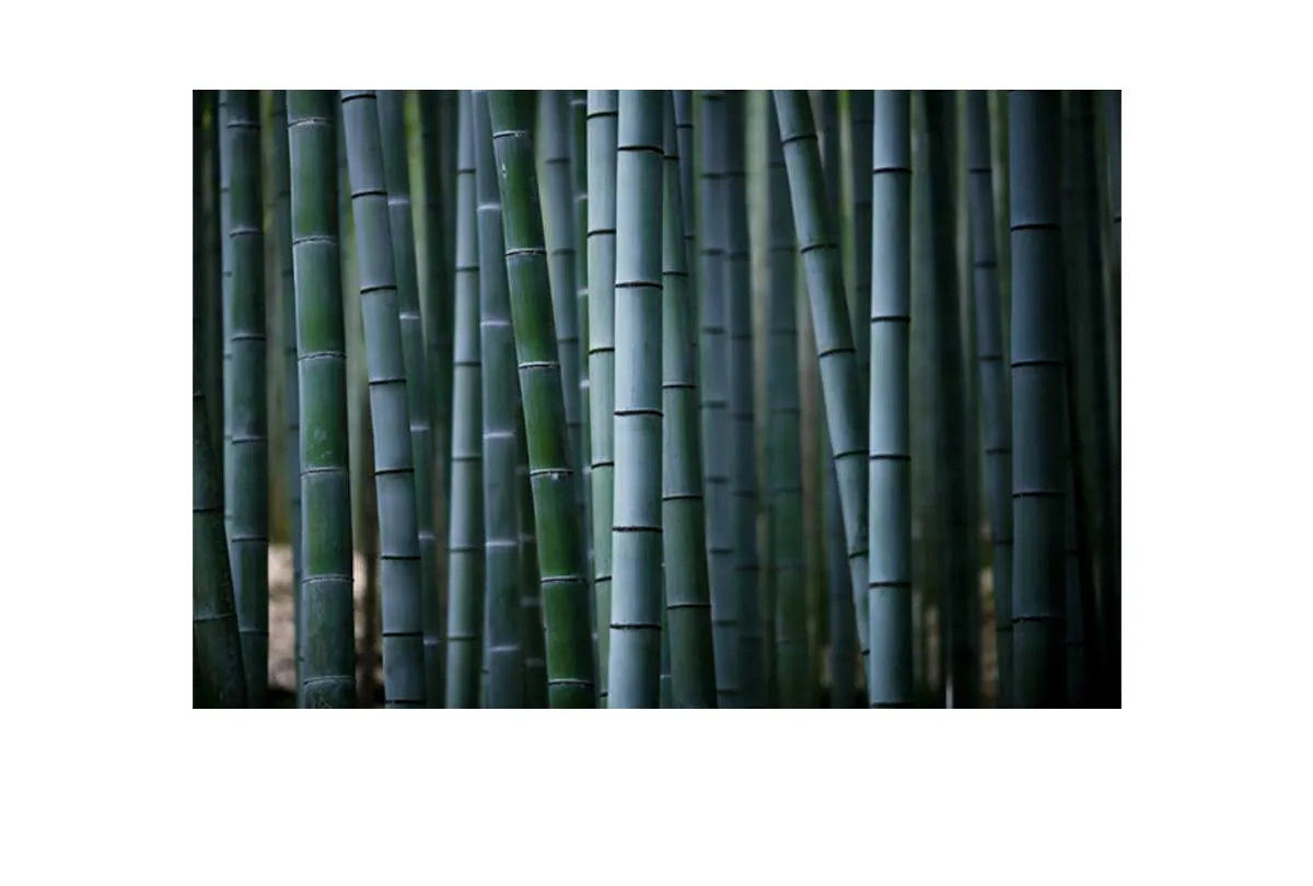 Bamboo Forest | Canvas Wall Art Print