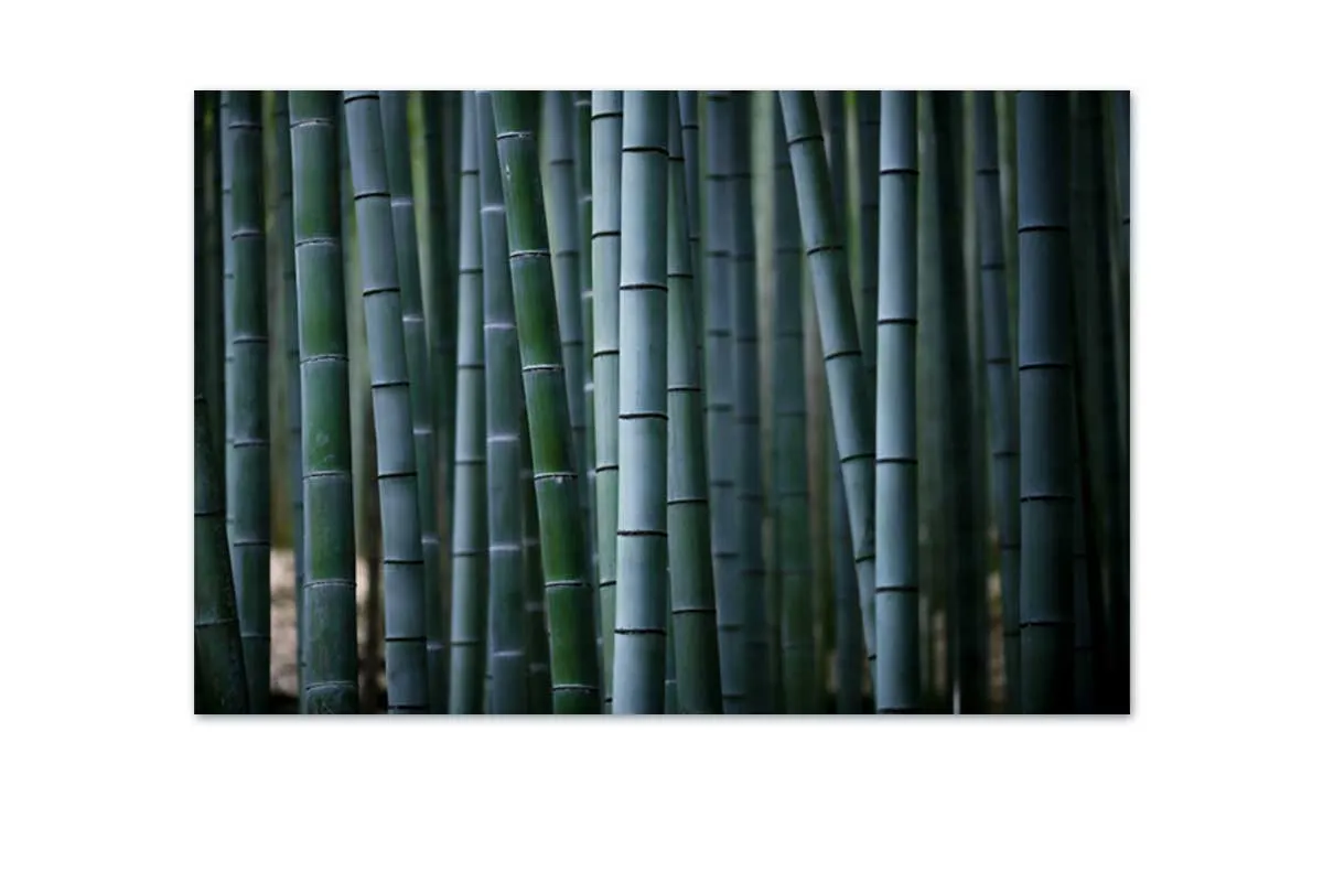 Bamboo Forest | Canvas Wall Art Print