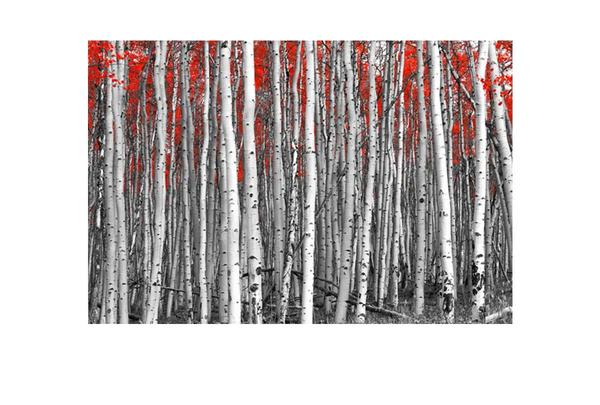 Birch Forest | Canvas Wall Art Print