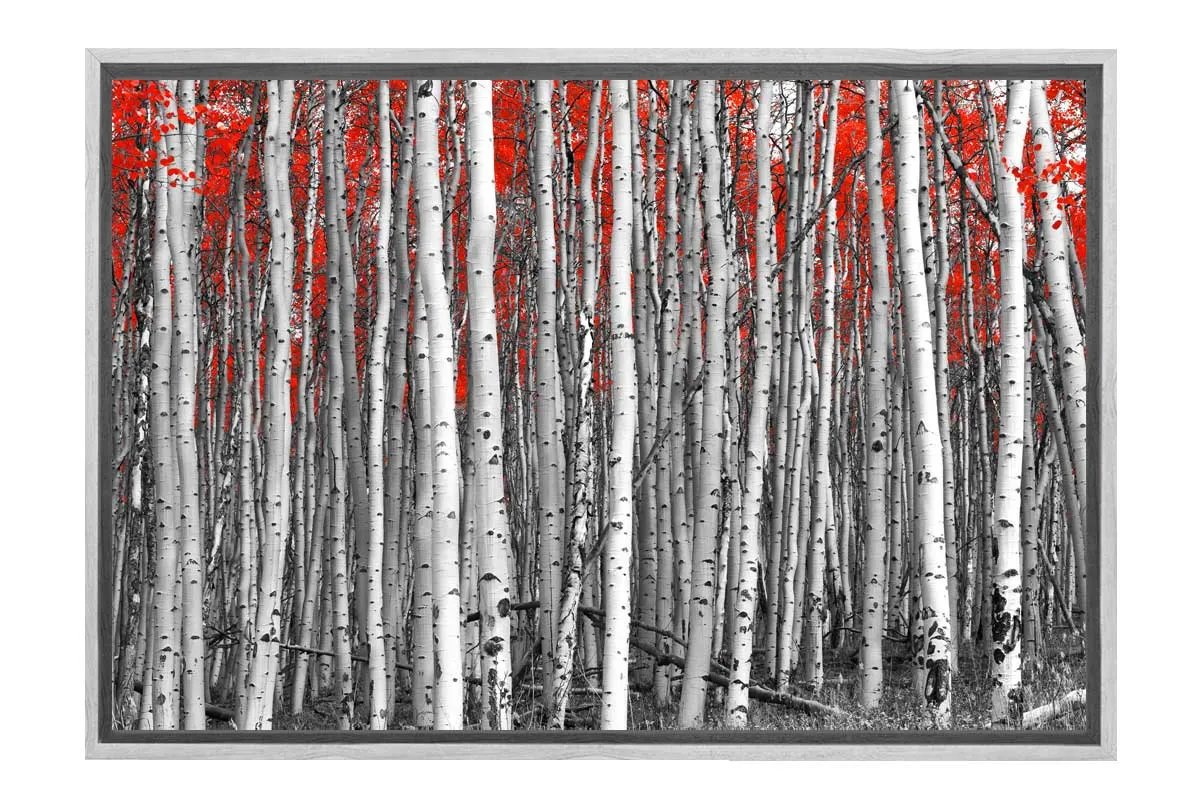 Birch Forest | Canvas Wall Art Print