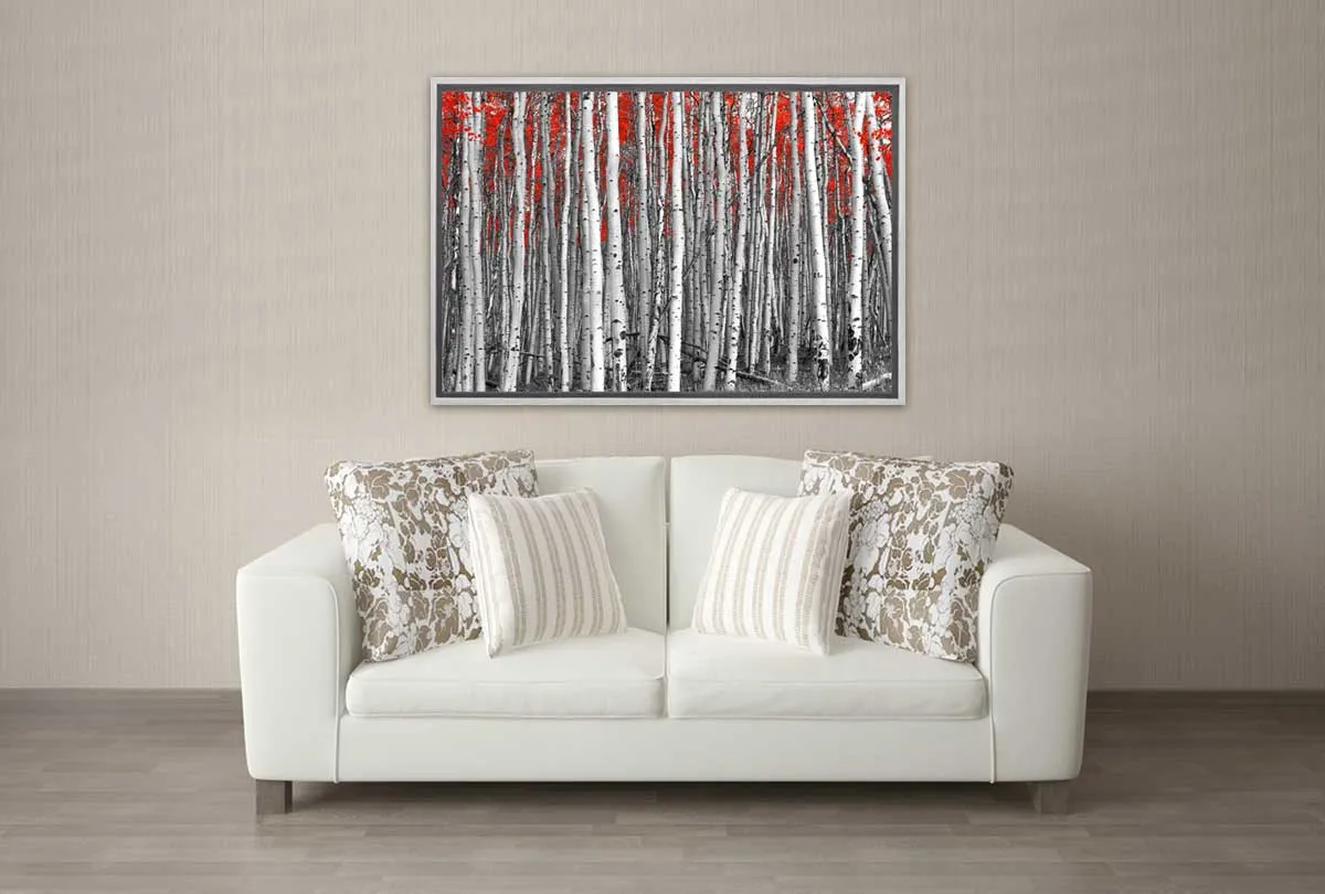 Birch Forest | Canvas Wall Art Print