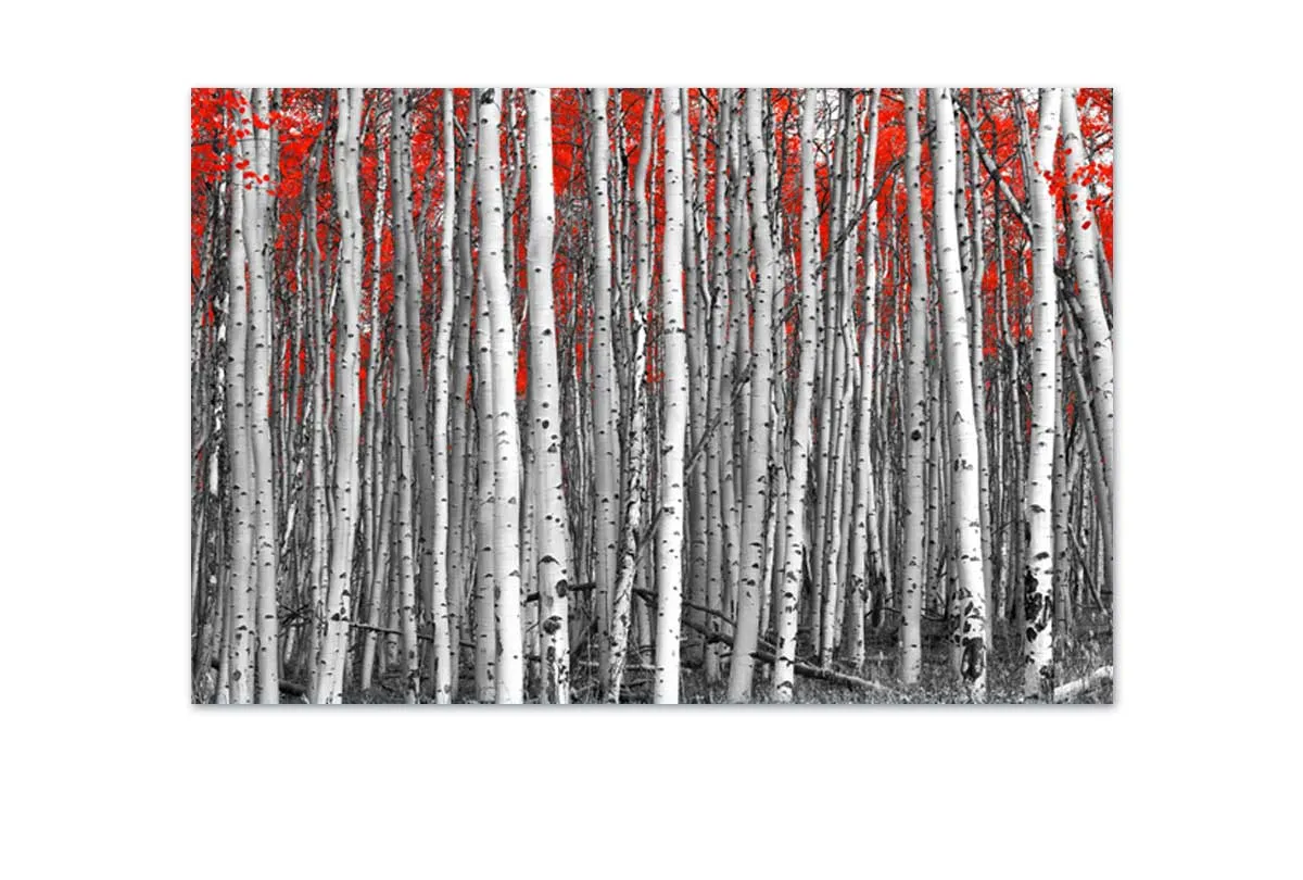 Birch Forest | Canvas Wall Art Print