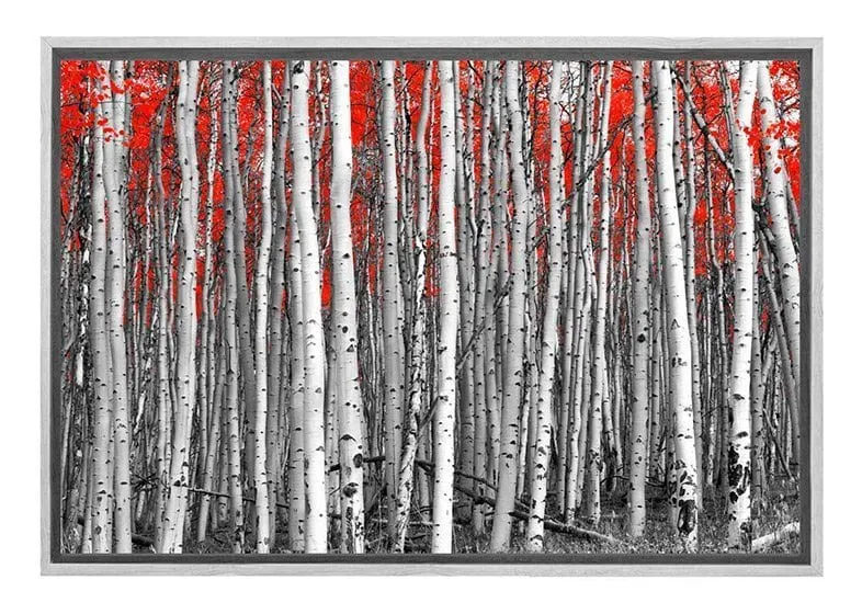 Birch Forest | Canvas Wall Art Print