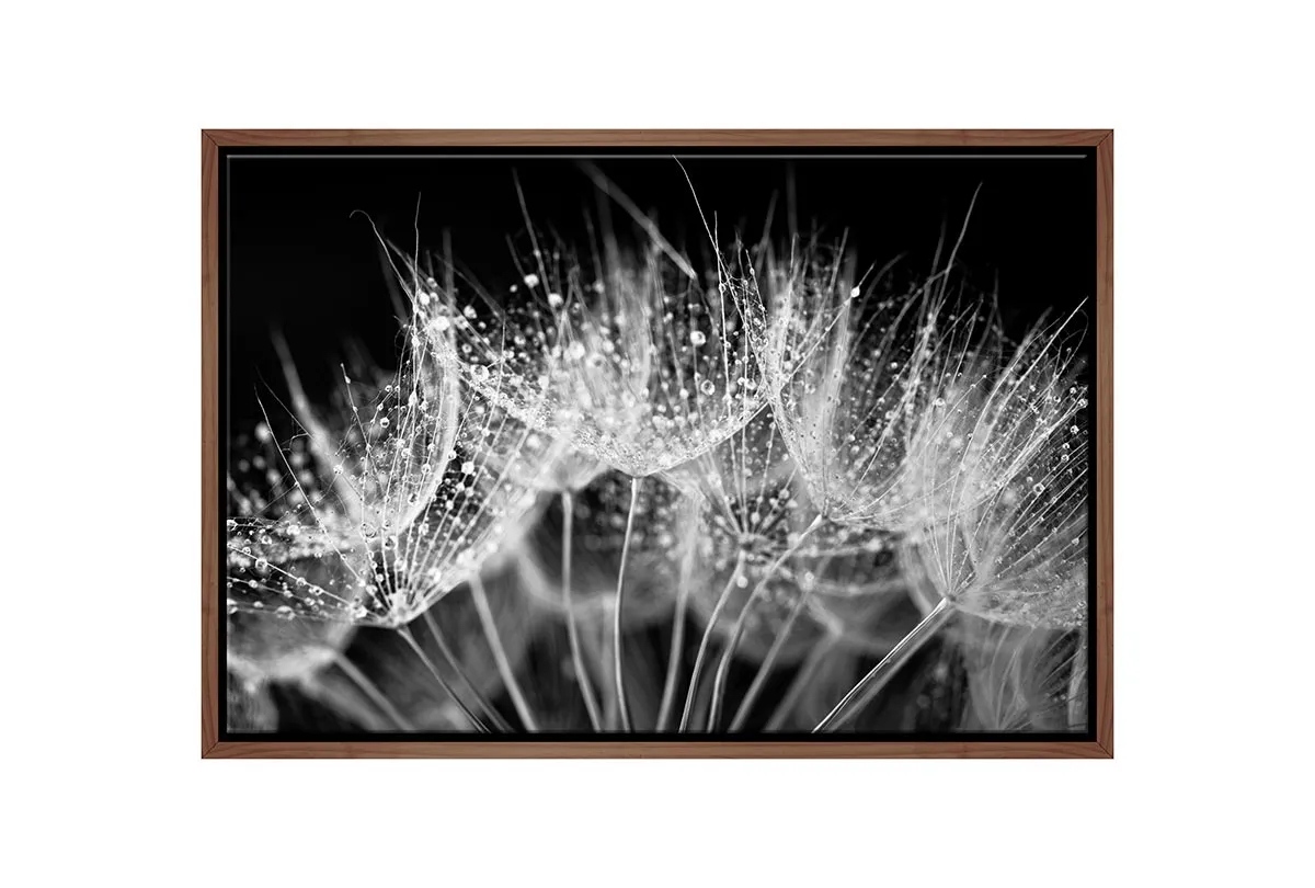 Close-Up Dandelion on Black | Canvas Wall Art Print