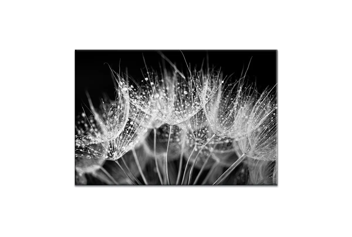 Close-Up Dandelion on Black | Canvas Wall Art Print