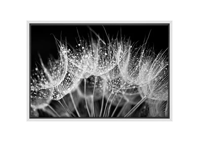 Close-Up Dandelion on Black | Canvas Wall Art Print