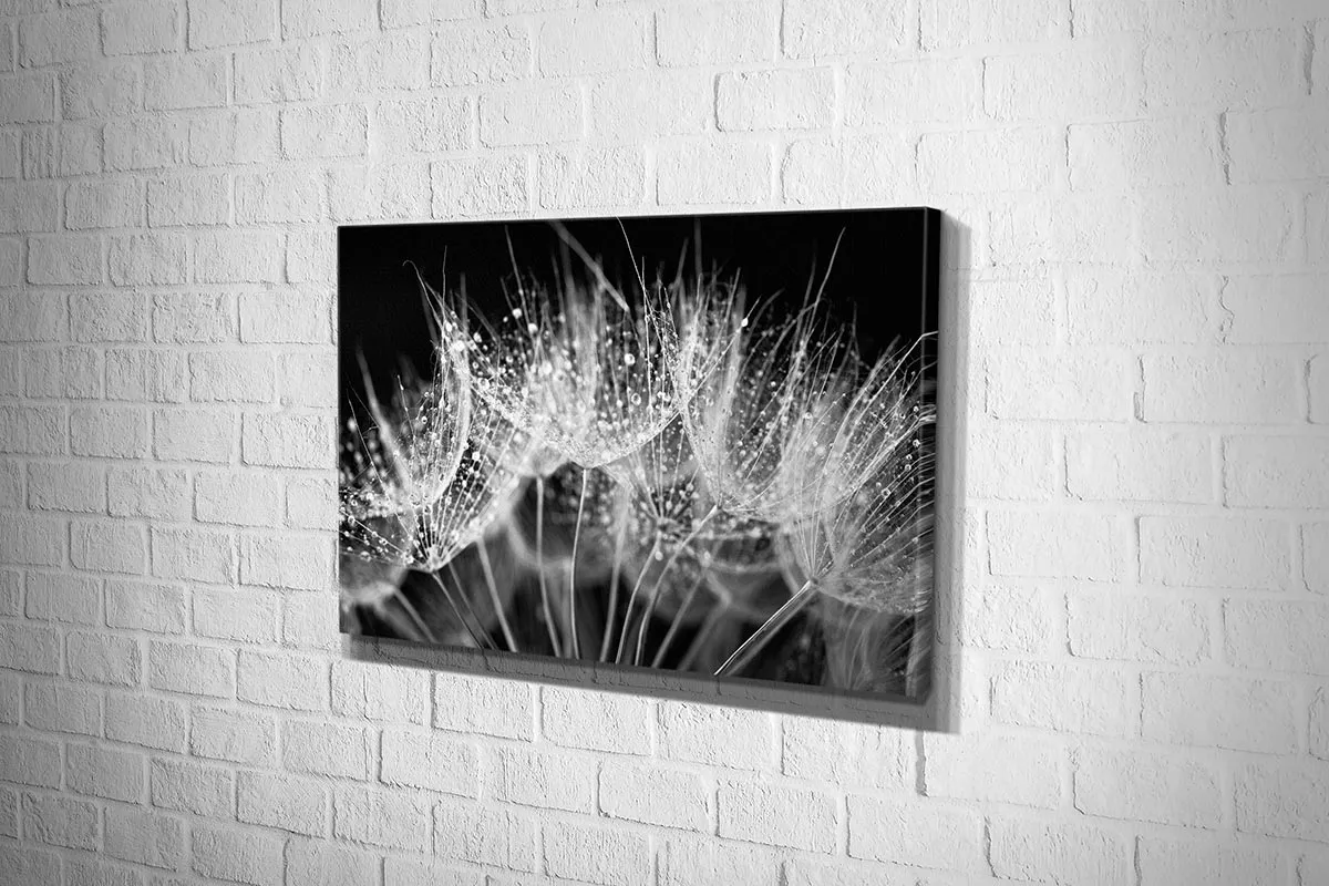 Close-Up Dandelion on Black | Canvas Wall Art Print