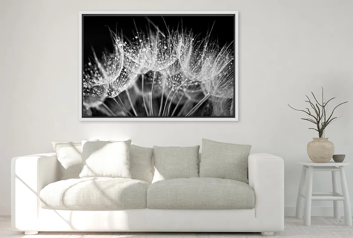 Close-Up Dandelion on Black | Canvas Wall Art Print