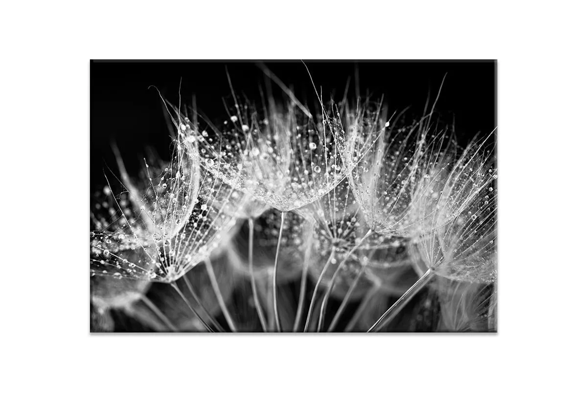 Close-Up Dandelion on Black | Canvas Wall Art Print