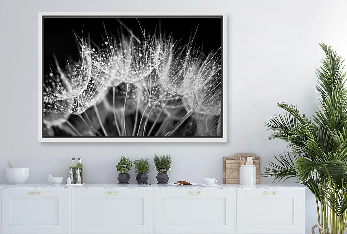 Close-Up Dandelion on Black | Canvas Wall Art Print