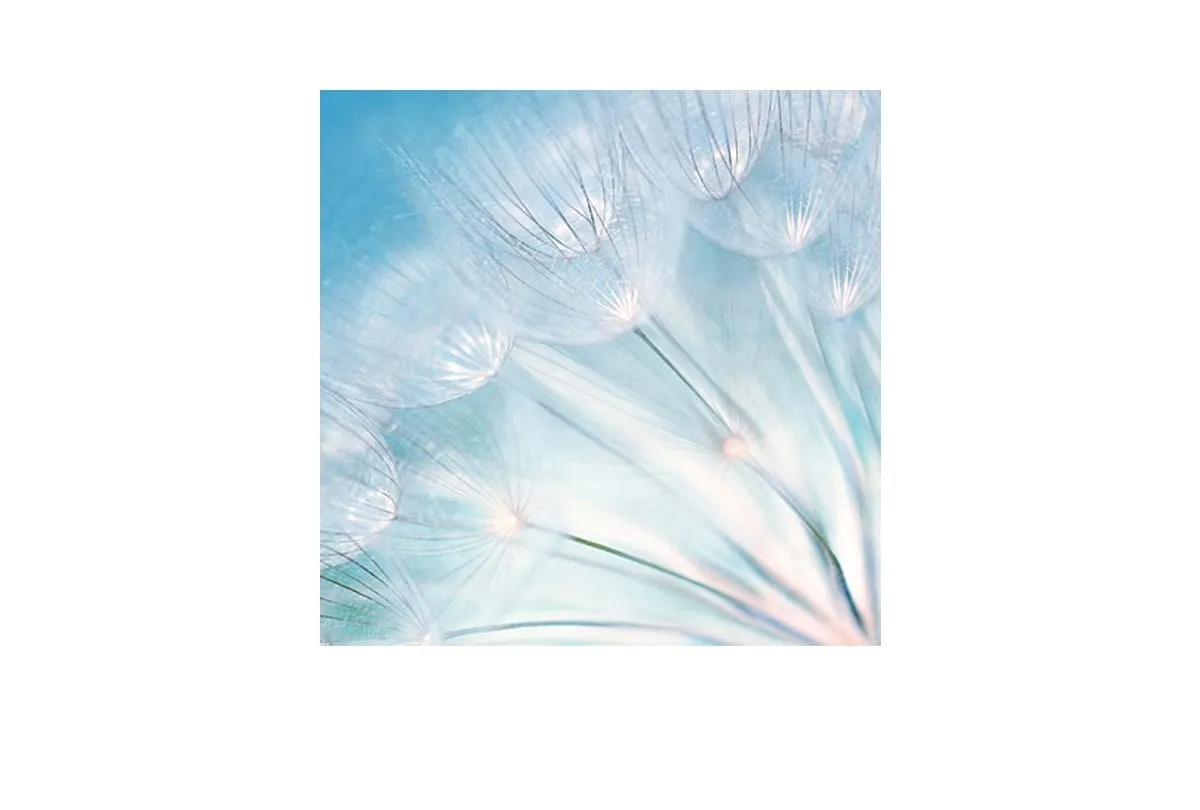 Dandelion | Canvas Art Print